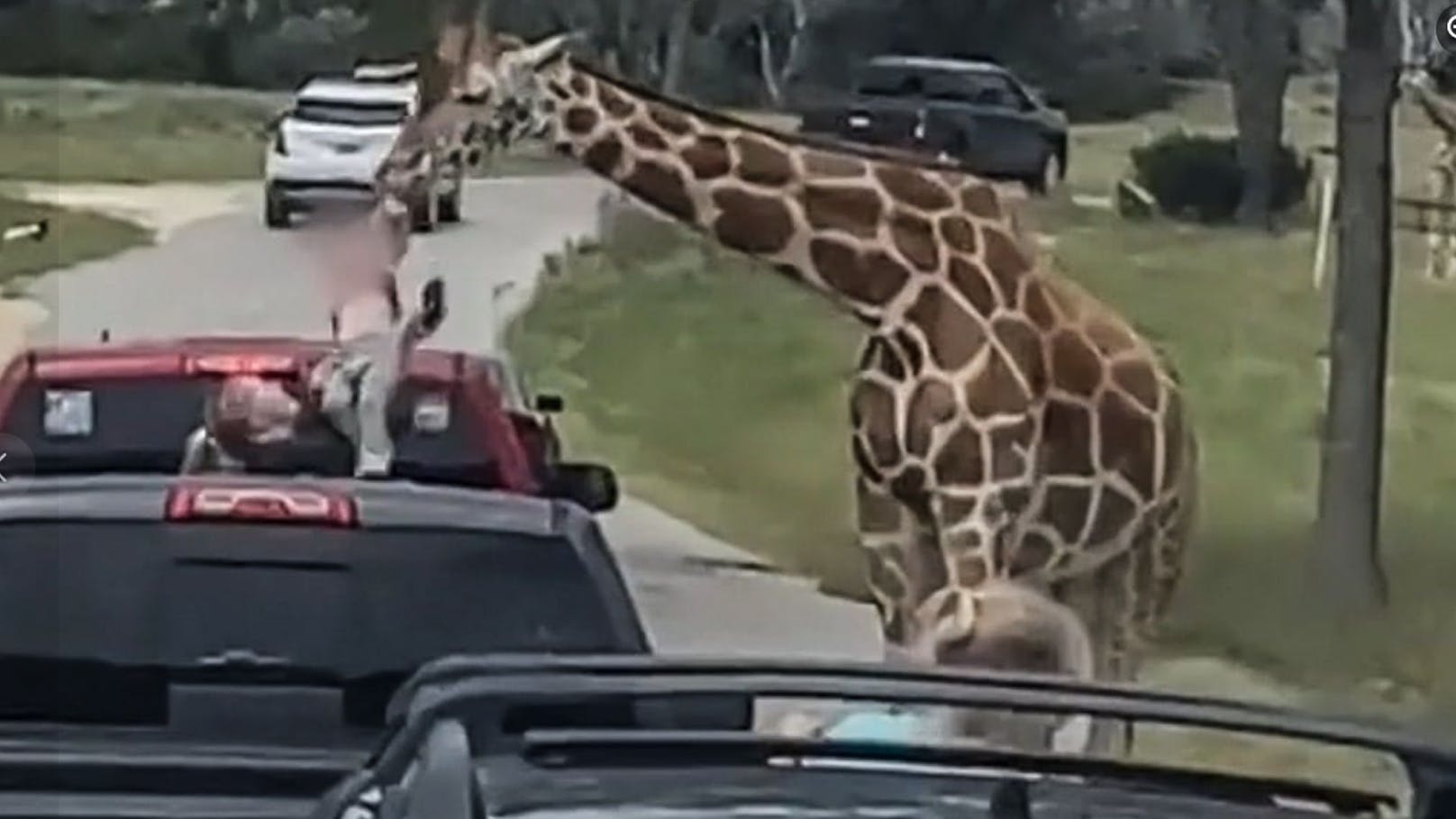 Giraffe zog bei Safari Zweijährige aus dem Auto