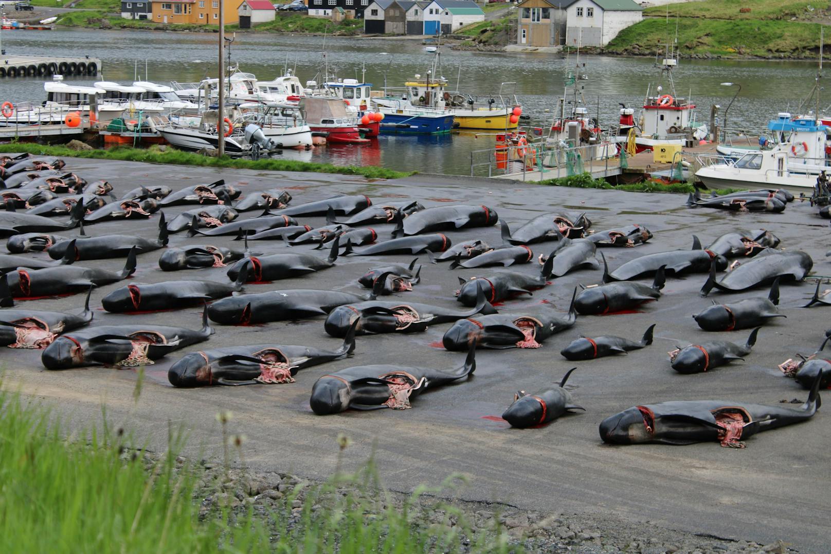 Der jährliche "Grind" zeigte auf den Färöer-Inseln wieder sein hässlichstes Haupt.