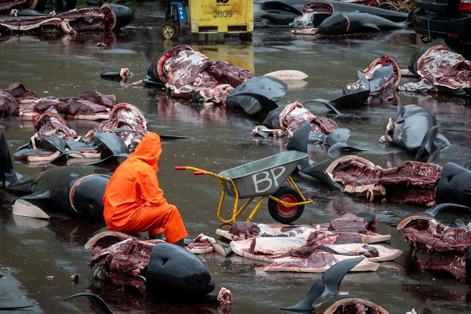 Nachdem die Grindwale ans Ufer gebracht wurden, wurden sie zerstückelt und das Wasser färbte sich rot.