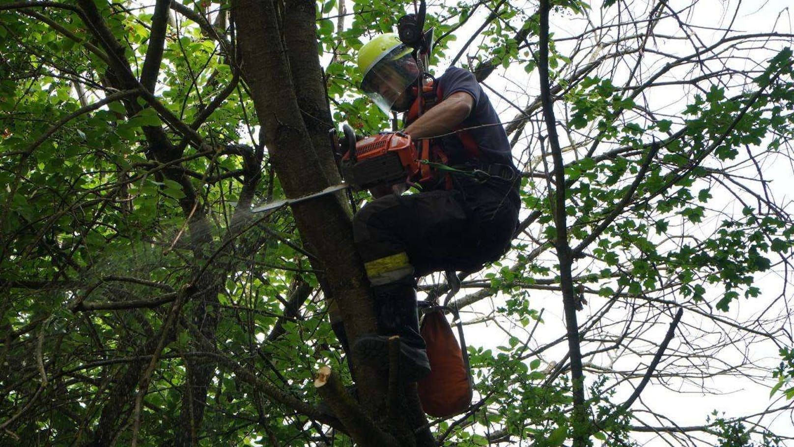 Der Baum drohte auf ein Gebäude zu stürzen. Die Feuerwehren Maria Anzbach und Neulengbach trugen ihn zur Sicherheit ab