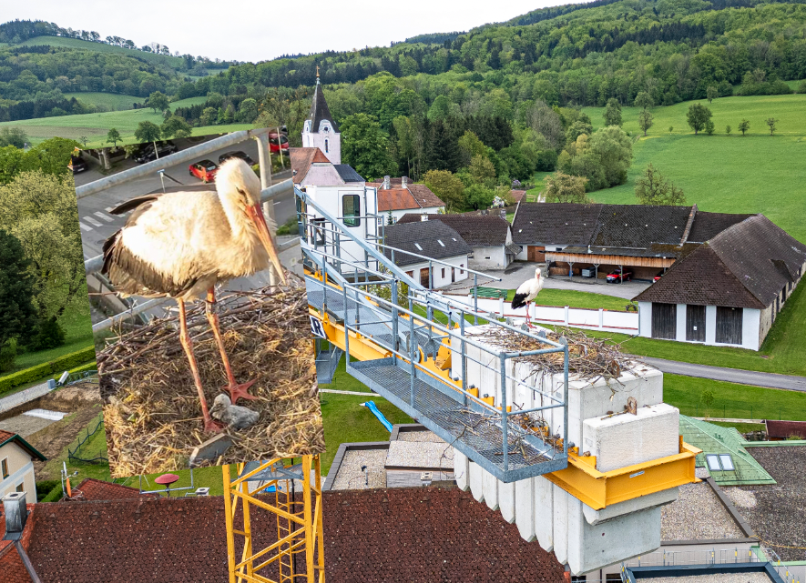 Baukran-Liebesnest: Nun schlüpfte ein Babystorch