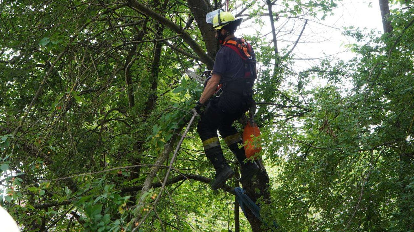 Der Baum drohte auf ein Gebäude zu stürzen. Die Feuerwehren Maria Anzbach und Neulengbach trugen ihn zur Sicherheit ab