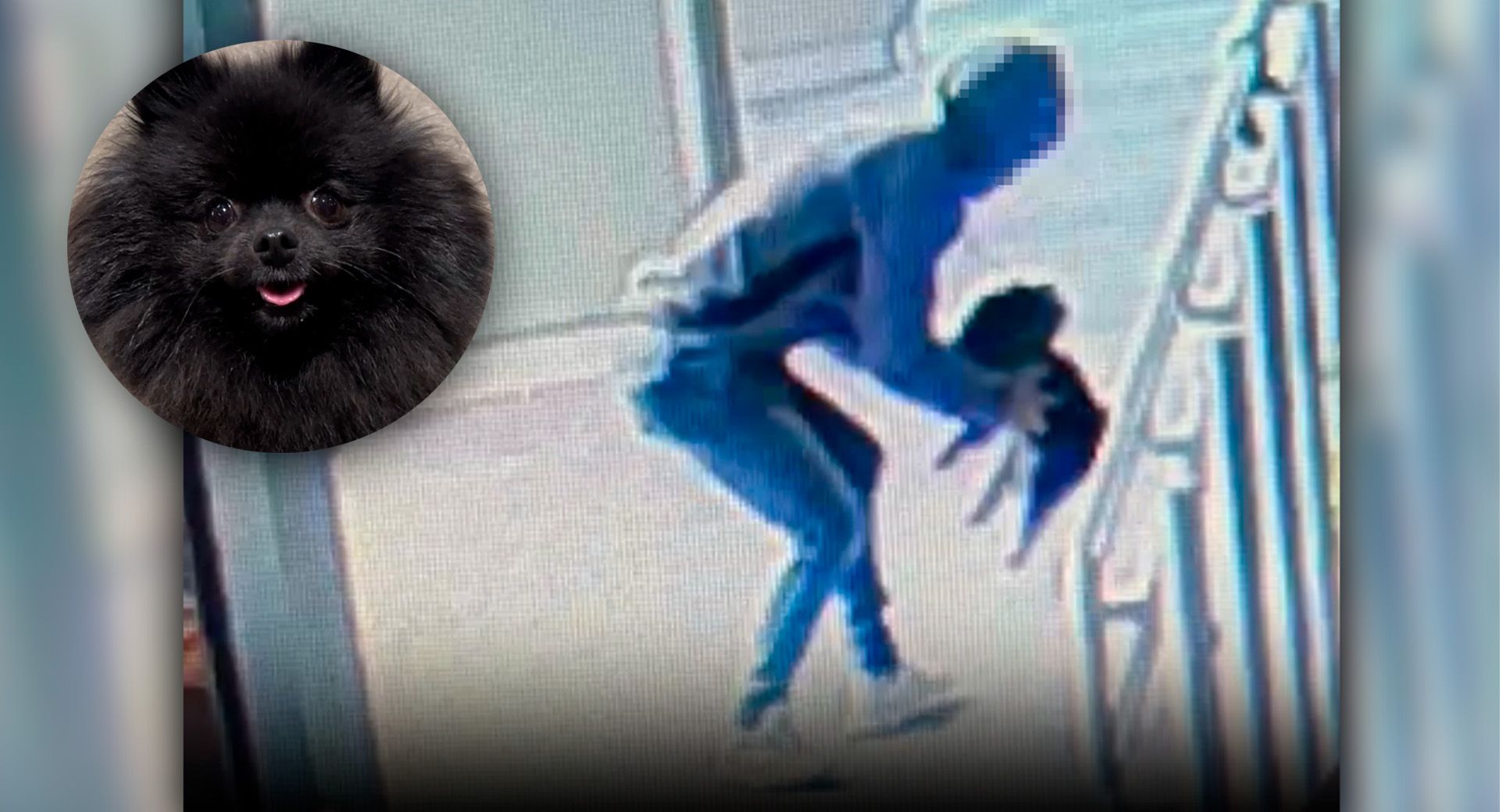 Die kleine Kiwi wurde auf offener Straße entführt.