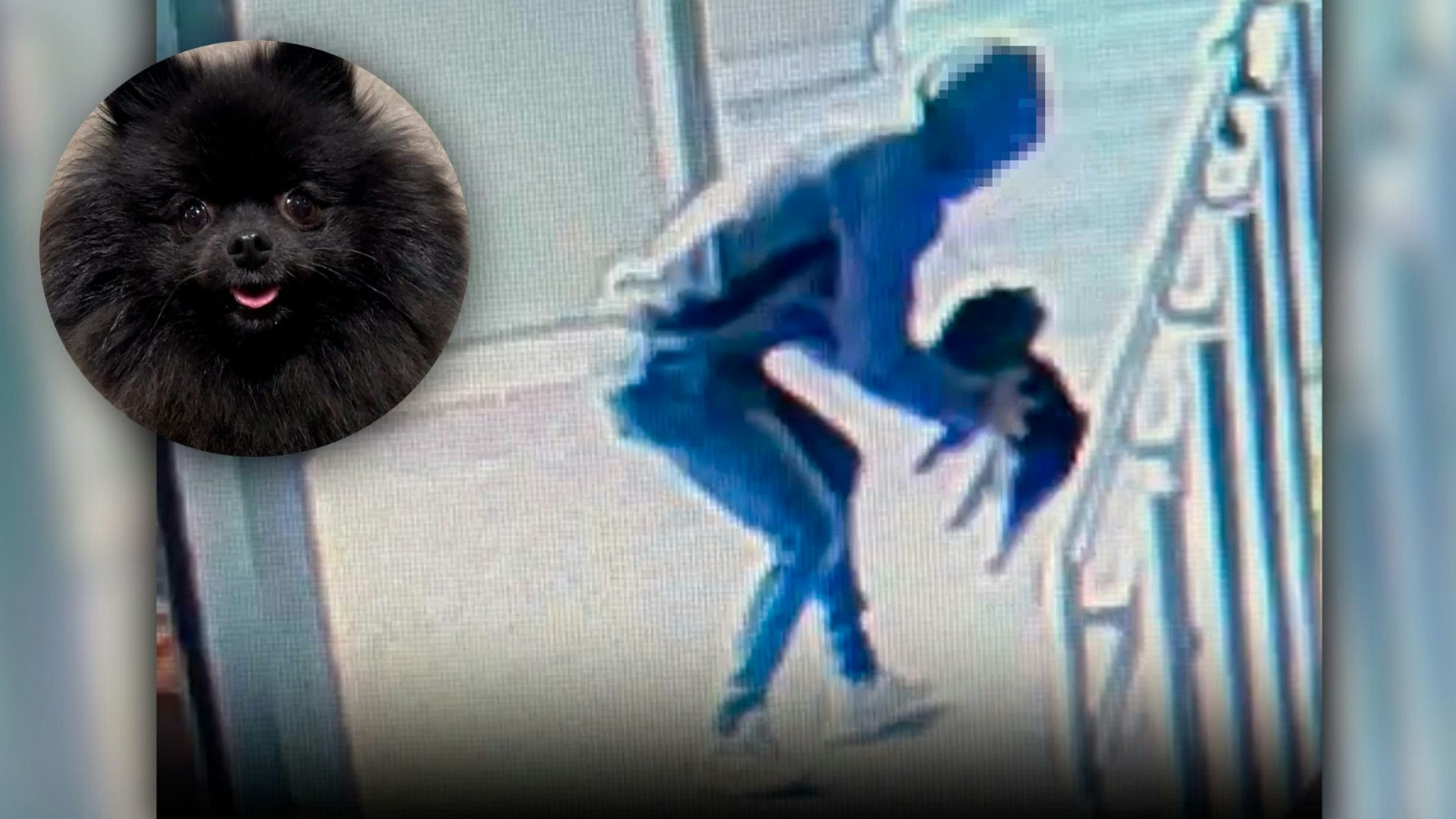 Der kleine Kiwi wurde auf offener Straße entführt.