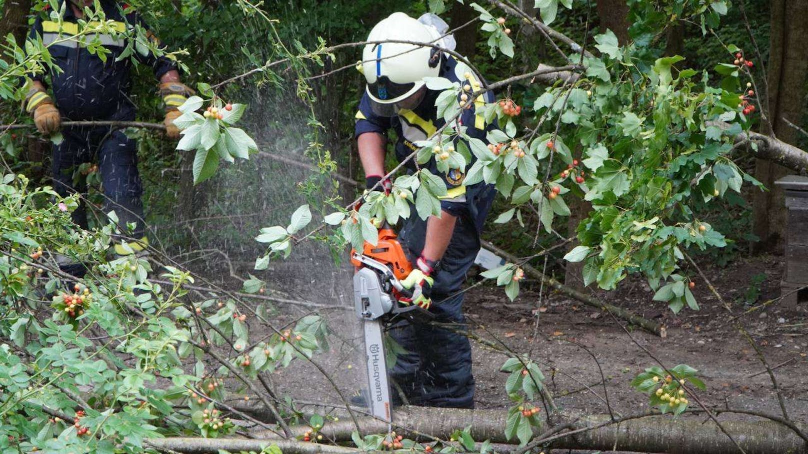 Der Baum drohte auf ein Gebäude zu stürzen. Die Feuerwehren Maria Anzbach und Neulengbach trugen ihn zur Sicherheit ab