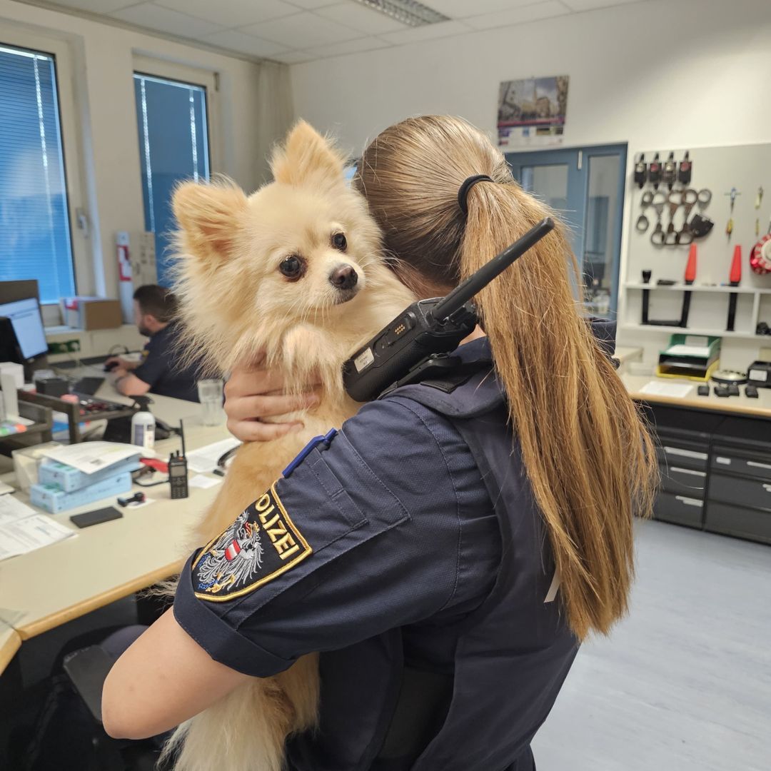 Der Vierbeiner wurde von der Tierrettung abgeholt. 