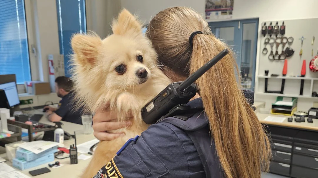 Der Vierbeiner wurde von der Tierrettung abgeholt. 