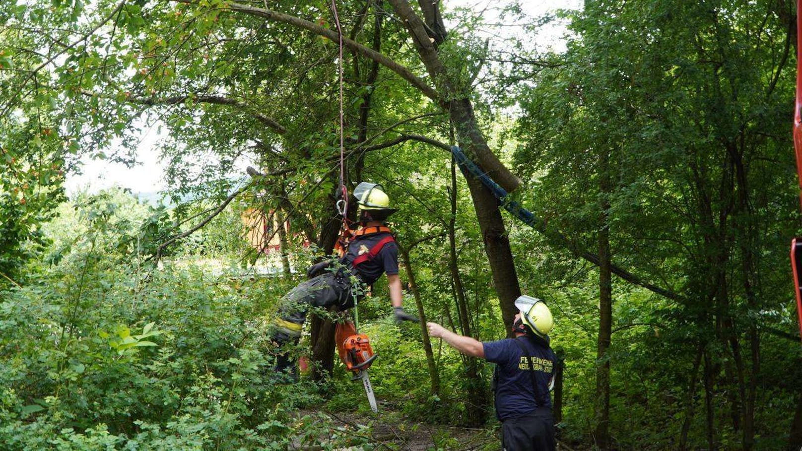 Der Baum drohte auf ein Gebäude zu stürzen. Die Feuerwehren Maria Anzbach und Neulengbach trugen ihn zur Sicherheit ab