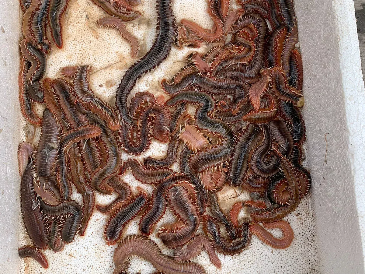 Ein Feuerwurm kann bis zu 30 Zentimeter groß werden. Mit seinen giftigen Borsten sorgt er derzeit an Italiens Küste für Aufsehen.