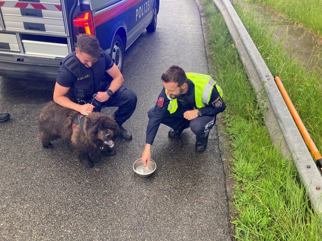 Die Polizei konnte die Hündin einfangen. 