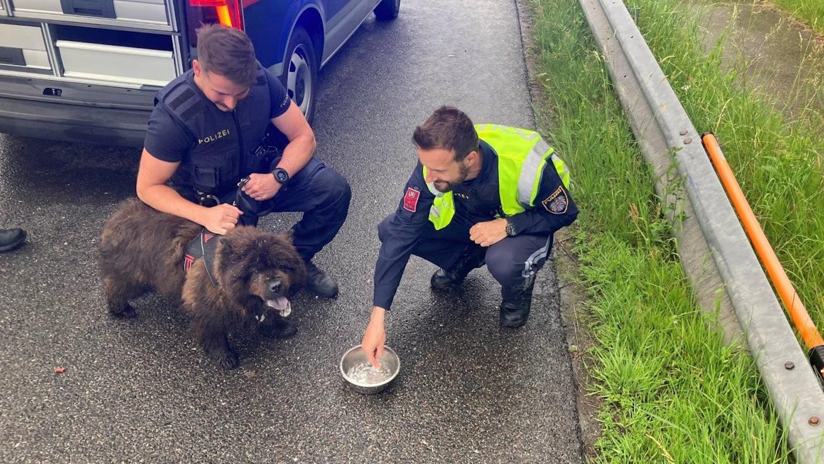 Hund auf A11 gelaufen – Polizei muss Autobahn sperren