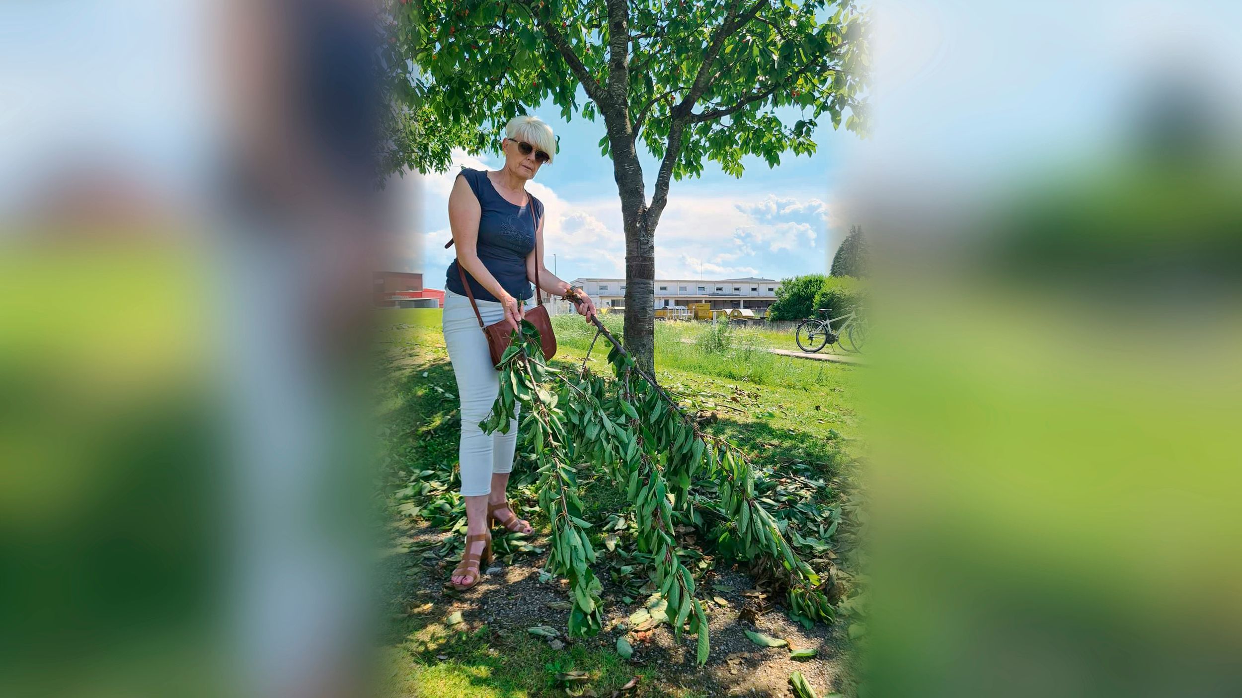 Kirschbäume in Ybbs geplündert: Bürgermeisterin Ulrike Schachner ist verärgert.