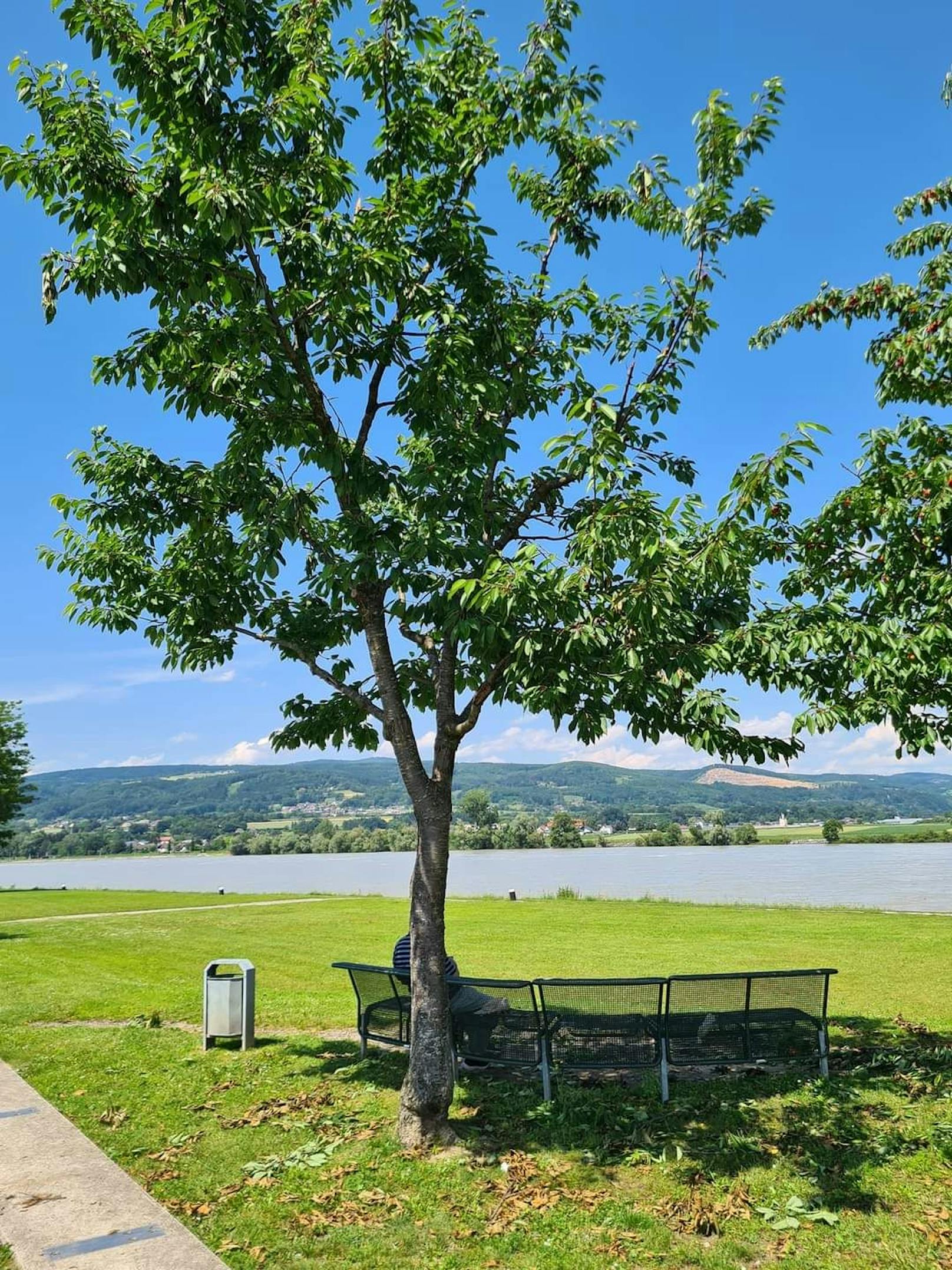 Kirschbäume wurden in Ybbs geplündert und beschädigt.