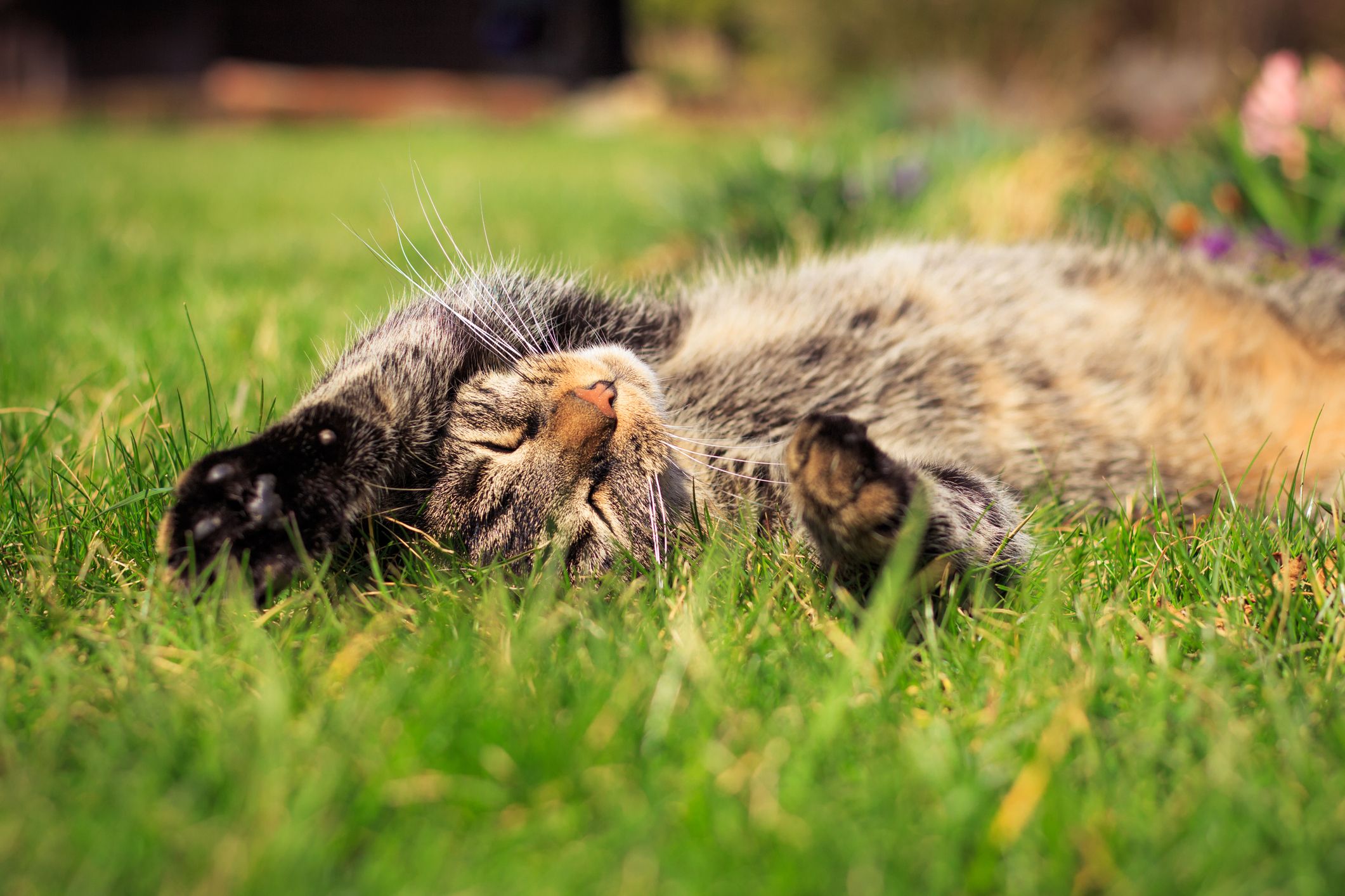 Ein 88-Jähriger erschoss eine Katze, nachdem sie ihn heftig in die Hand gebissen hatte. 