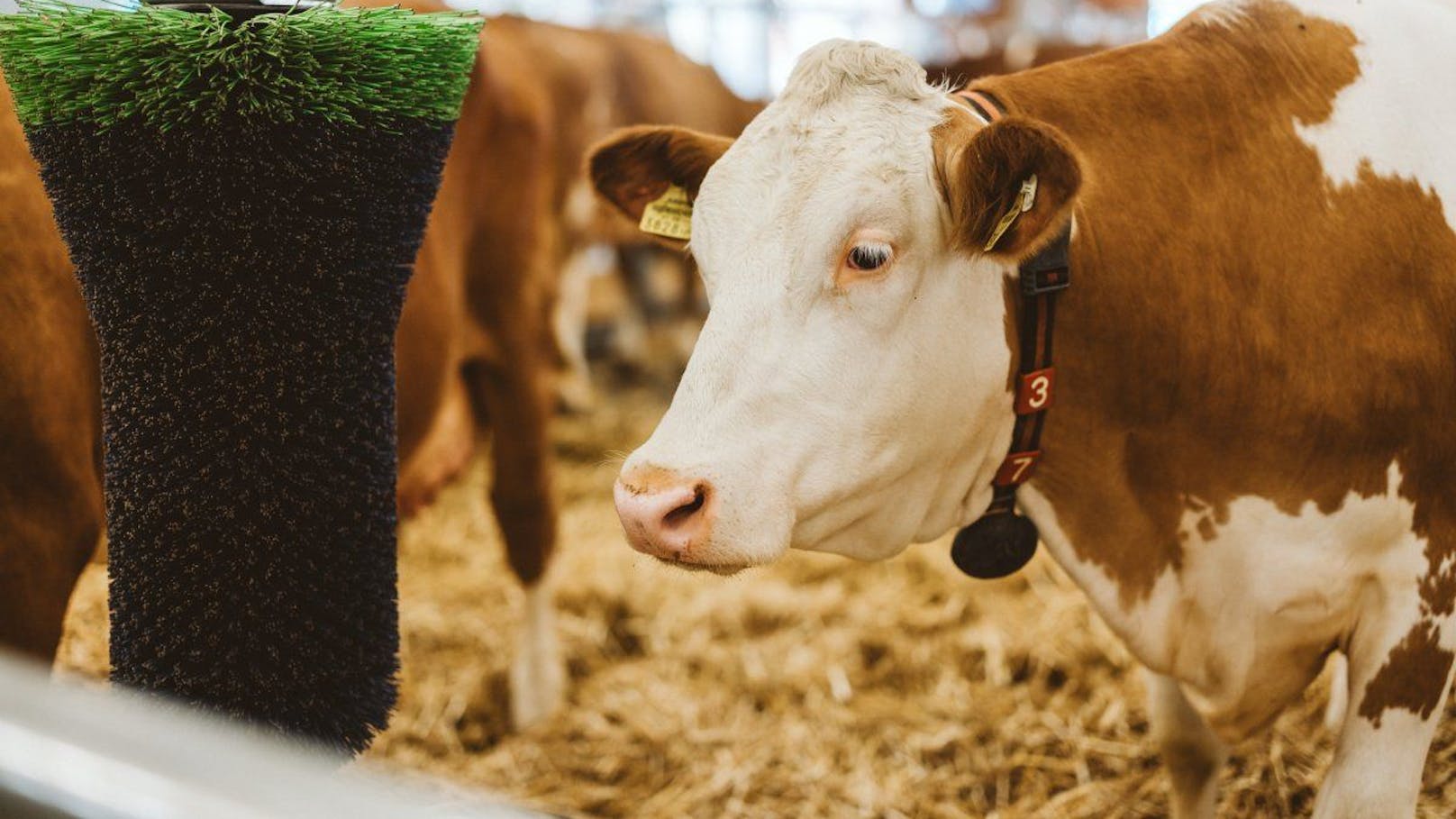 Bei der Messe konnten Besucher in den bäuerlichen Alltag eintauchen.