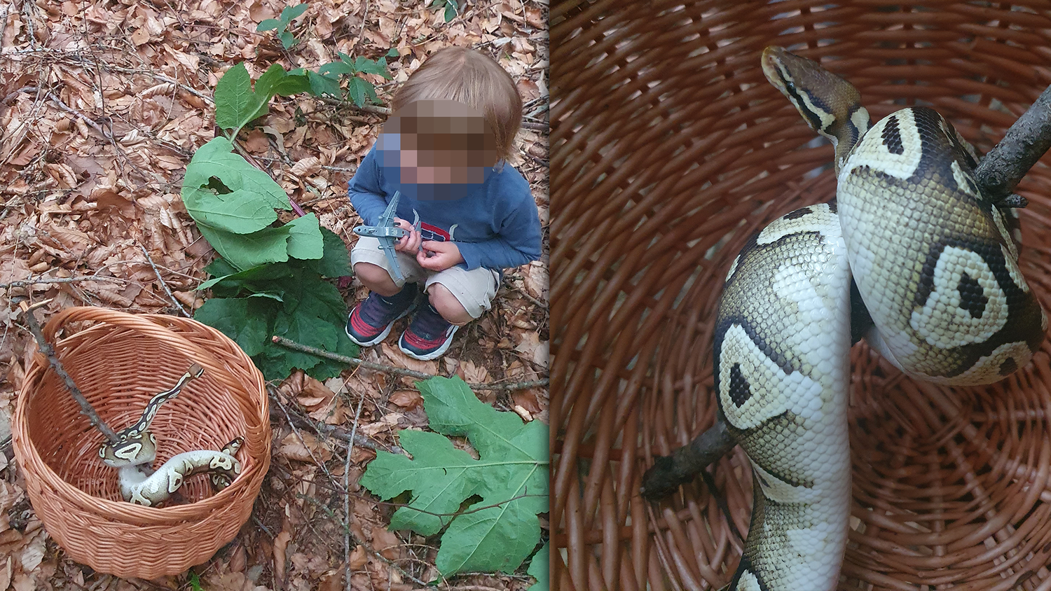 So eine Schlange findet man auch nicht alle Tage. Die Familie war fasziniert von der Entdeckung. Valentin zeigte gar keine Angst.