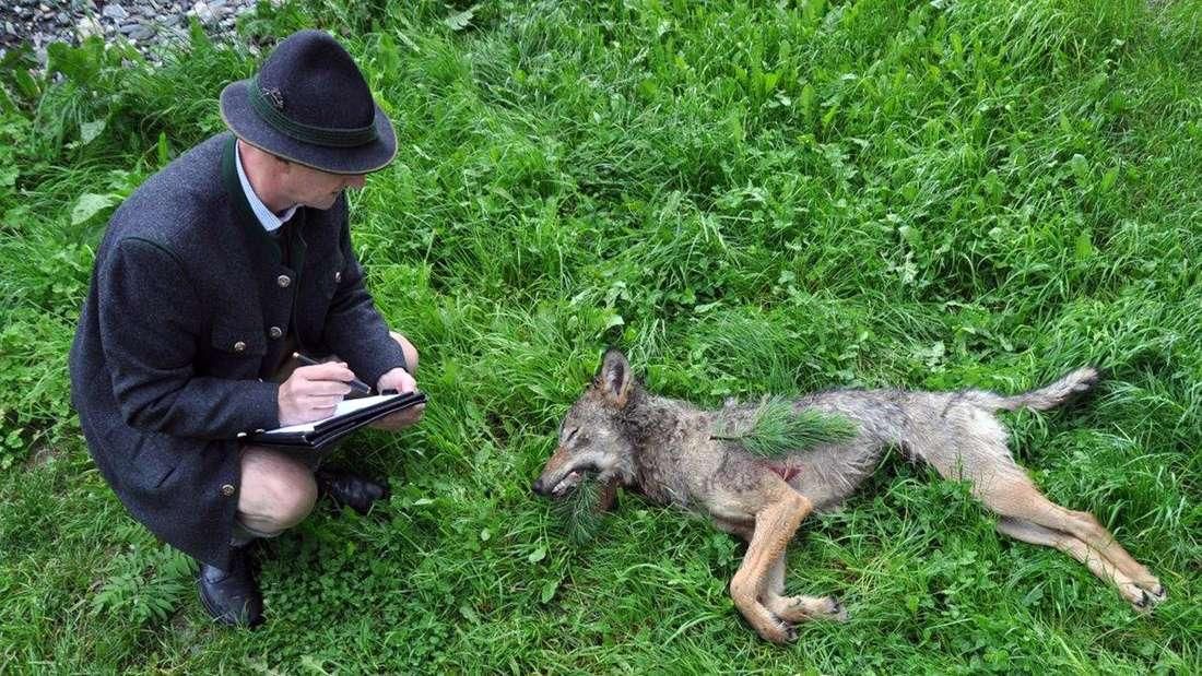 Kurz nach Inkrafttreten der Verordnung wurde das Tier erlegt. Der Wolfsbeauftragte, Hubert Stock, geht davon aus, dass es sich um den Schadwolf handelt.