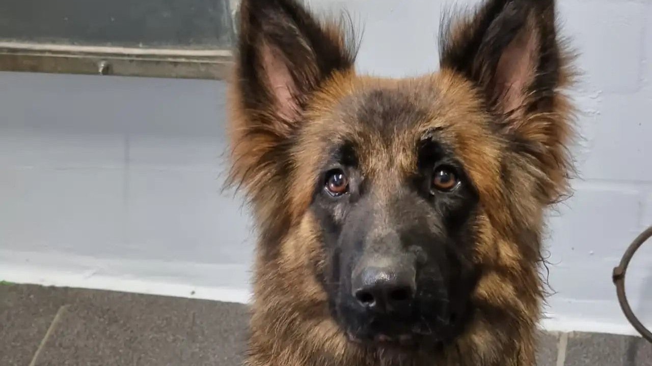 Wir hoffen, dass die niedliche "Liv" ihr Trauma bald verarbeiten kann.