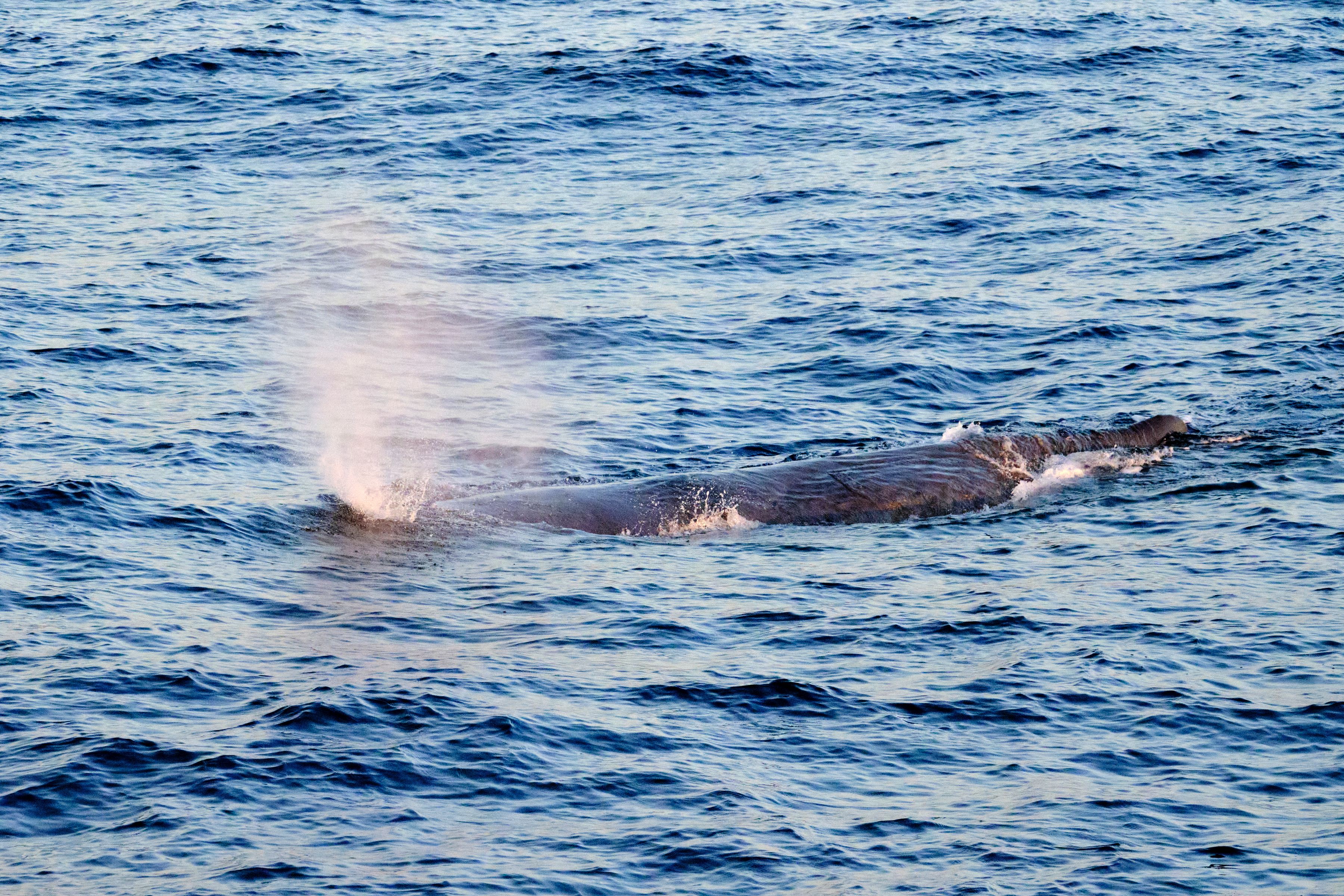 Um welchen Wal es sich vor der kroatischen Küste handelt, ist noch nicht bekannt. Die Wahrscheinlichkeit, dass es ein Pottwal wie hier im Foto sein könnte, ist jedoch sehr hoch. (Symbolfoto)