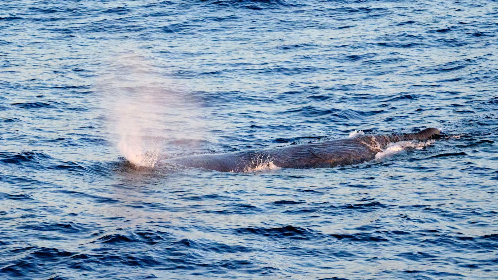 "Bitte nicht nähern" – plötzlich Wale in Kroatien