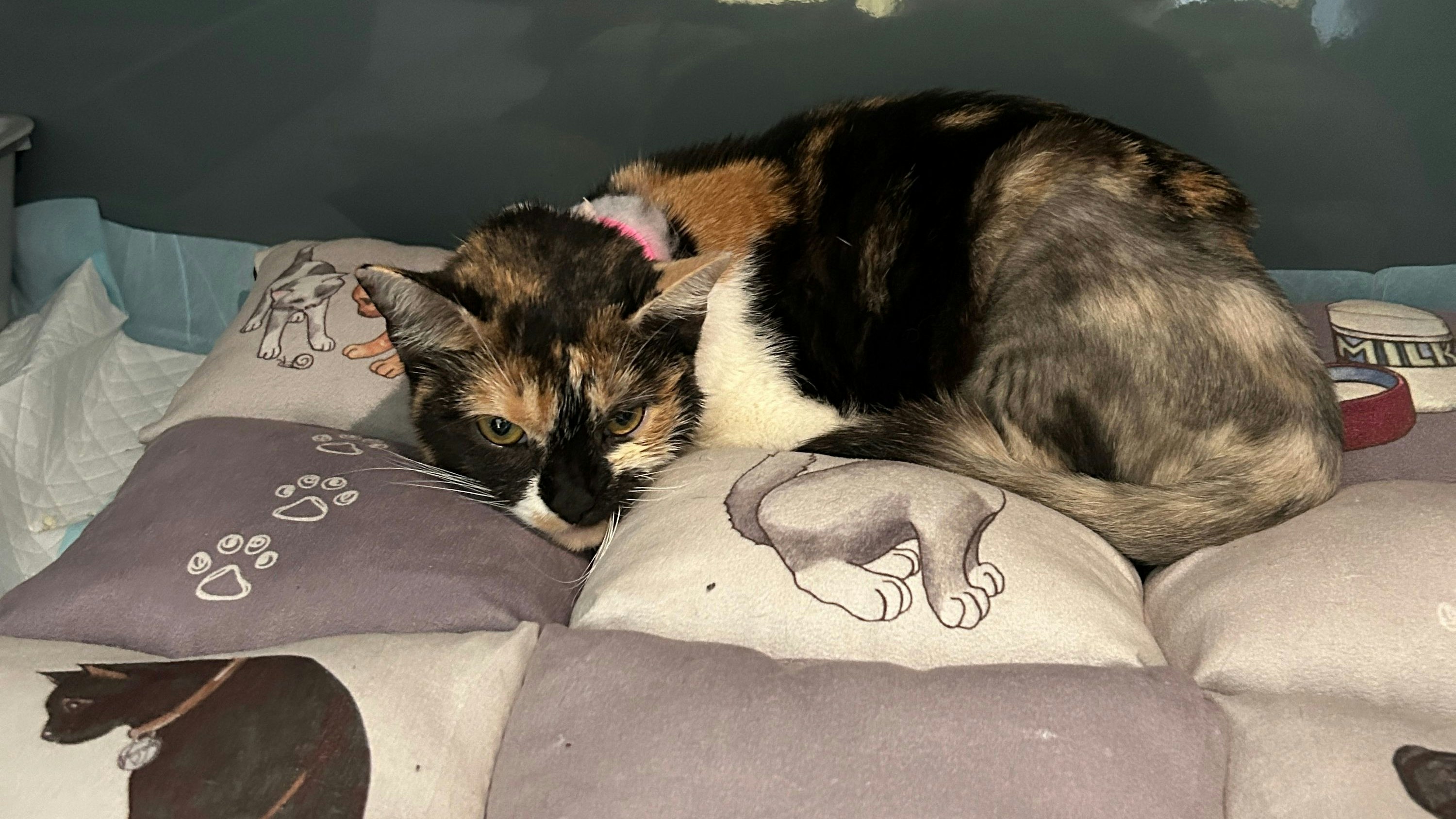 "Kiwi" kann schon bald wieder schnurren.