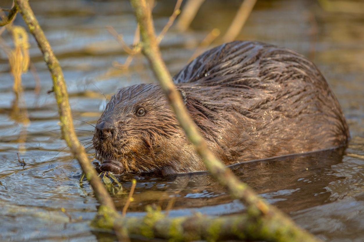 Fleißiges Tierchen: der Biber.