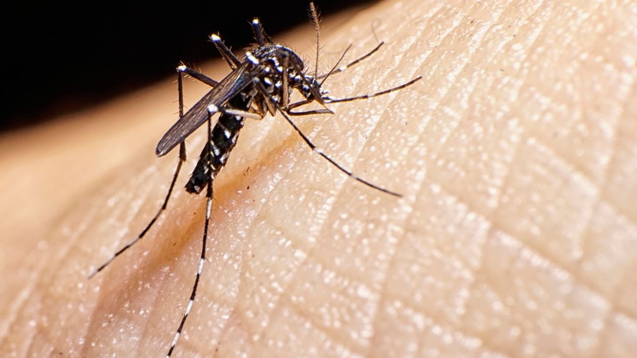 Aedes albopictus mosquito