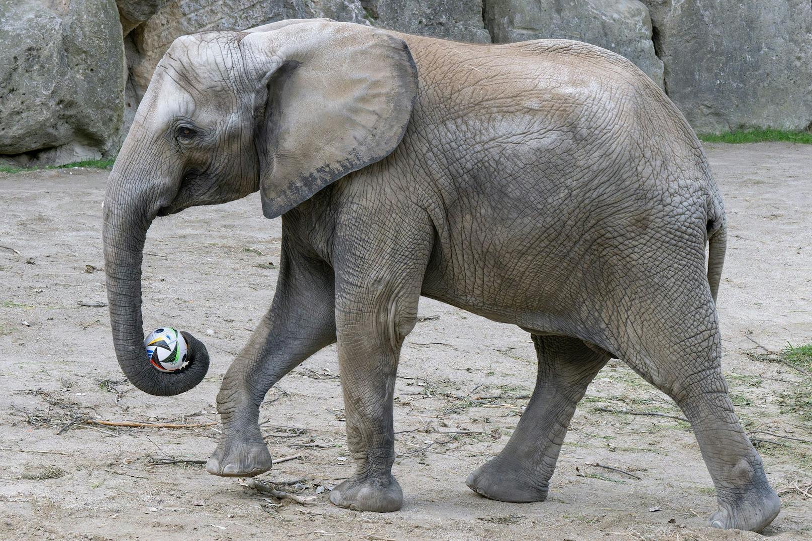 Der Elefant soll mit seiner imposanten Größe das Tor verteidigen.