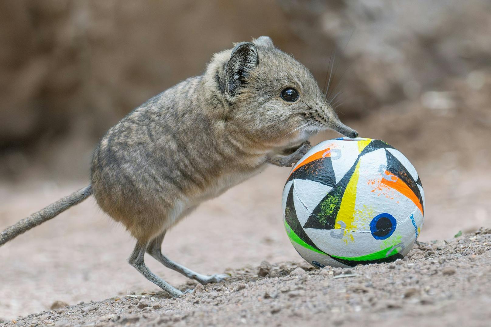 Und wer soll angreifen? Die Kurzohrrüsselspringer sind flink genug, um sich bei den Verteidigern des Gegenteams vorbeizumogeln.