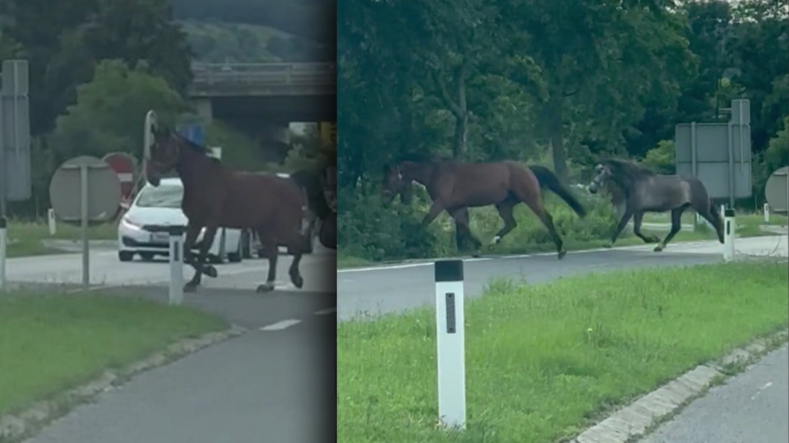 Rätsel um Pferde auf Autobahn – niemand vermisst sie