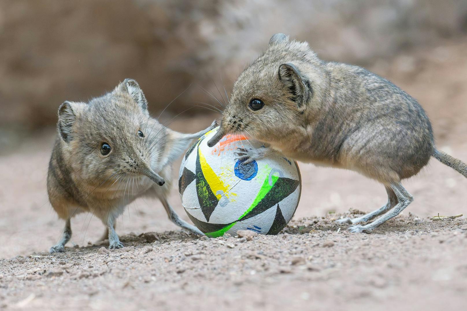 Und wer soll angreifen? Die Kurzohrrüsselspringer sind flink genug, um sich bei den Verteidigern des Gegenteams vorbeizumogeln.