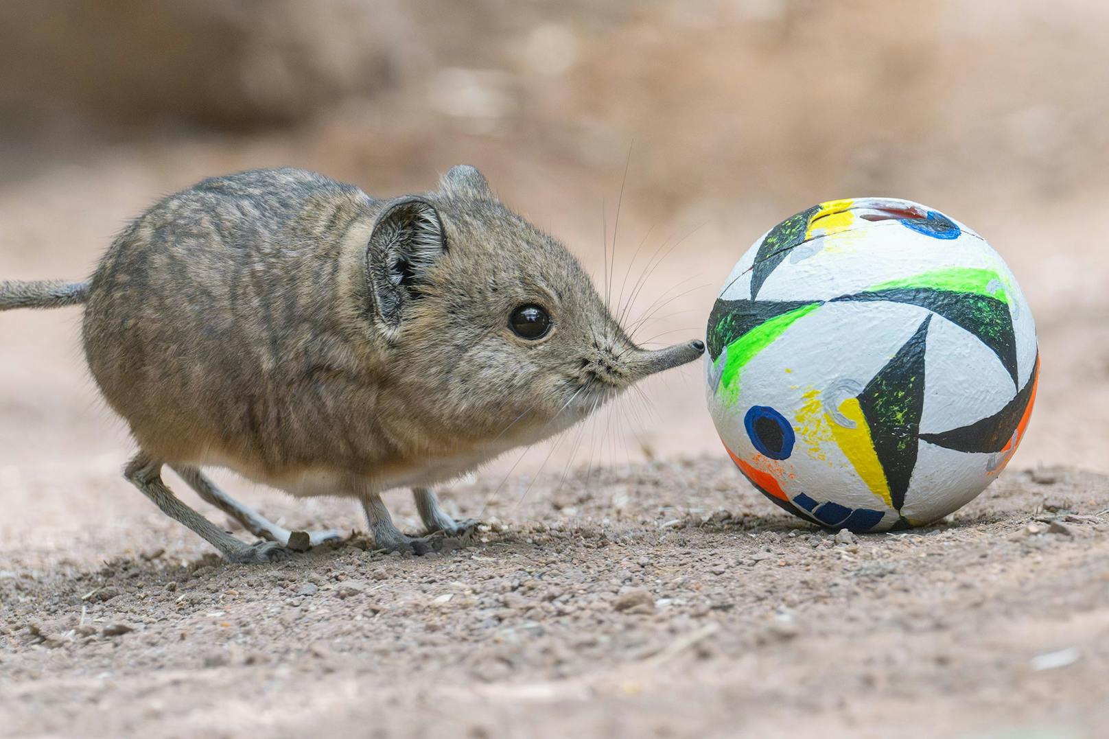 Und wer soll angreifen? Die Kurzohrrüsselspringer sind flink genug, um sich bei den Verteidigern des Gegenteams vorbeizumogeln.