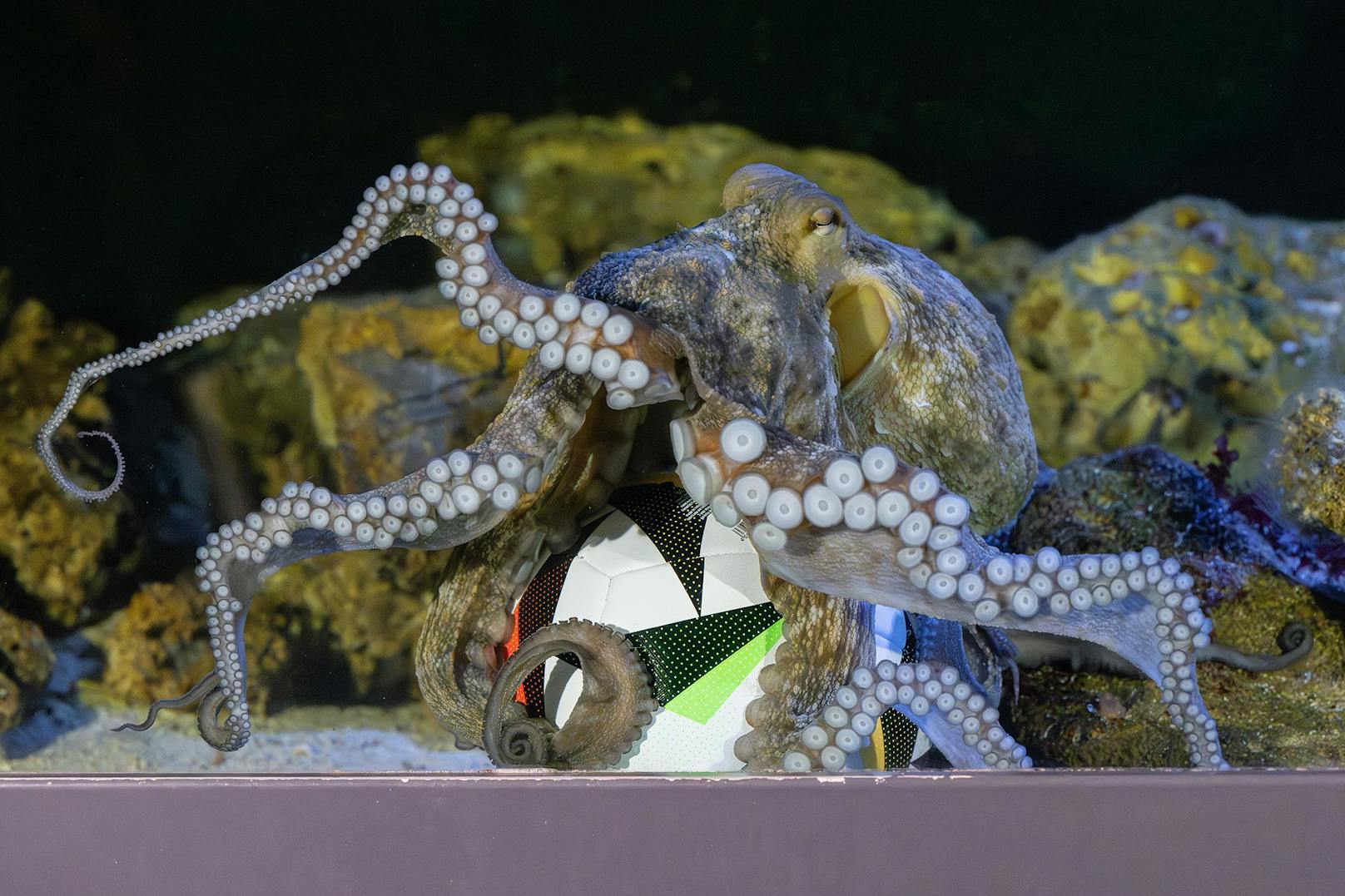 Wer könnte wohl ein besserer Tormann sein, als der achtarmige Krake?