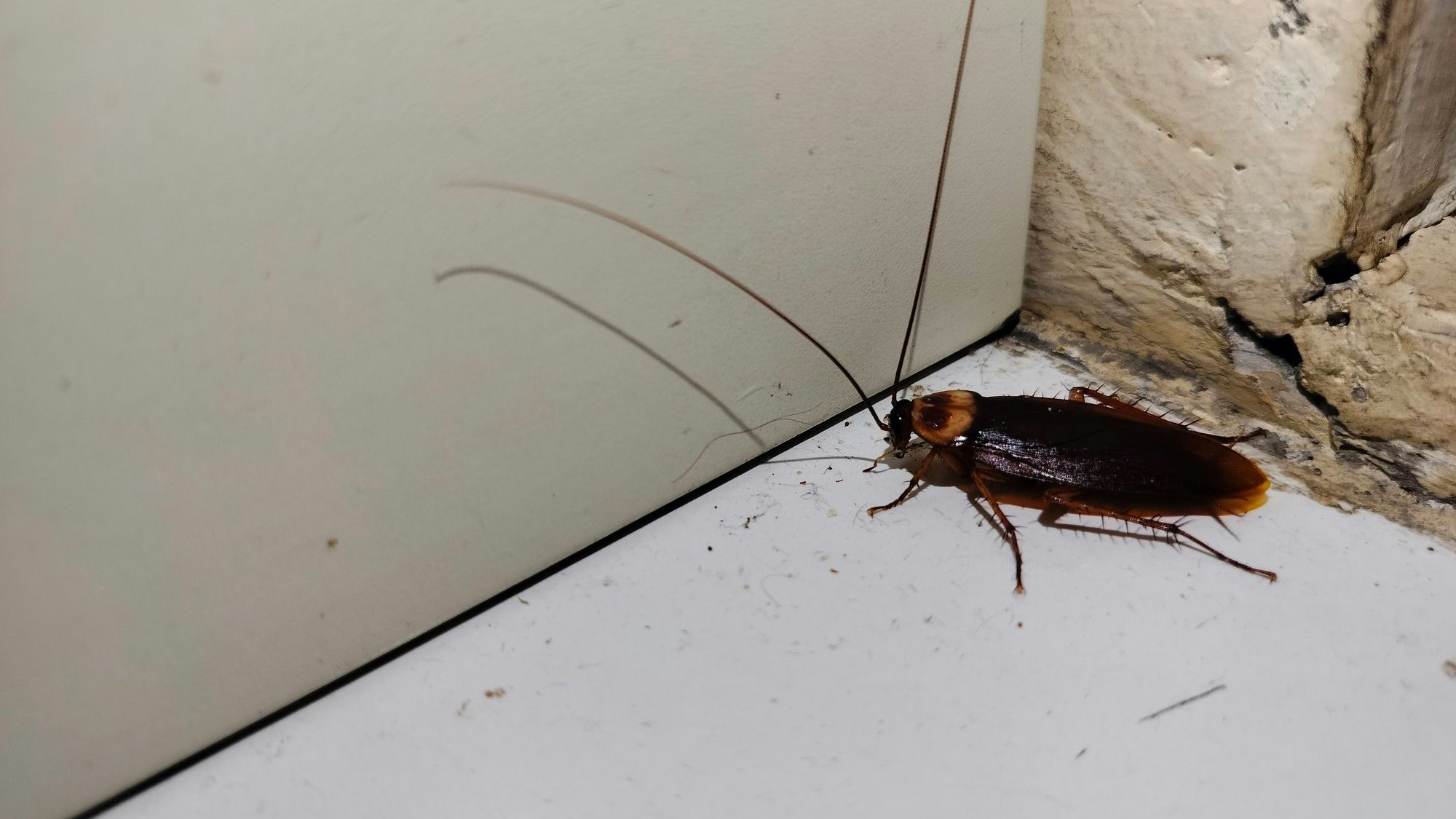 Jede Temperatur von über 28 Grad spielt den Insekten bei der Vermehrung in die Karten. (Symbolbild)