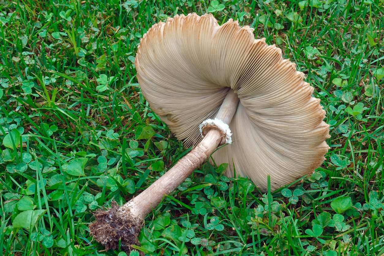 Chlorophyllum molybdites wurde aus den USA in viele Länder eingeschleppt.