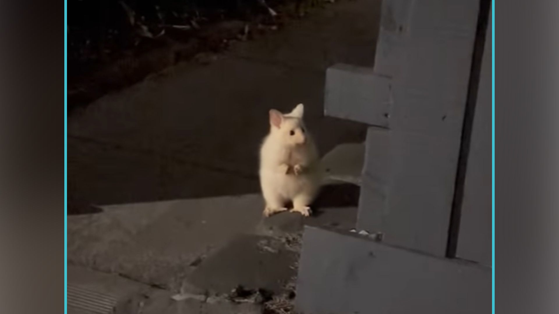 Sieht ein bisschen aus wie ein kleines, plüschiges Känguru, oder?