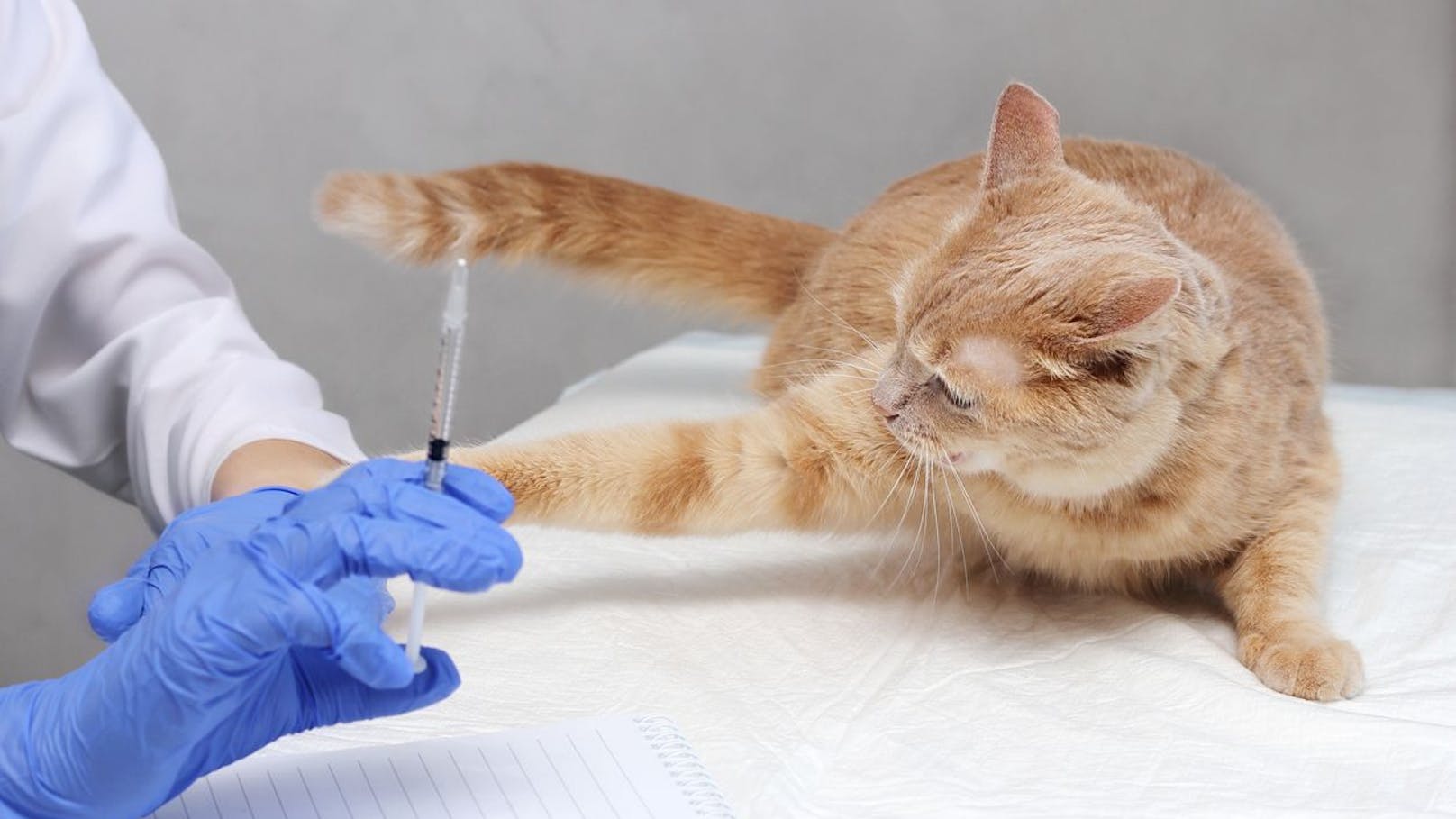 Hitzige Katze! Narkose-Spritze landet im Tierarzthelfer