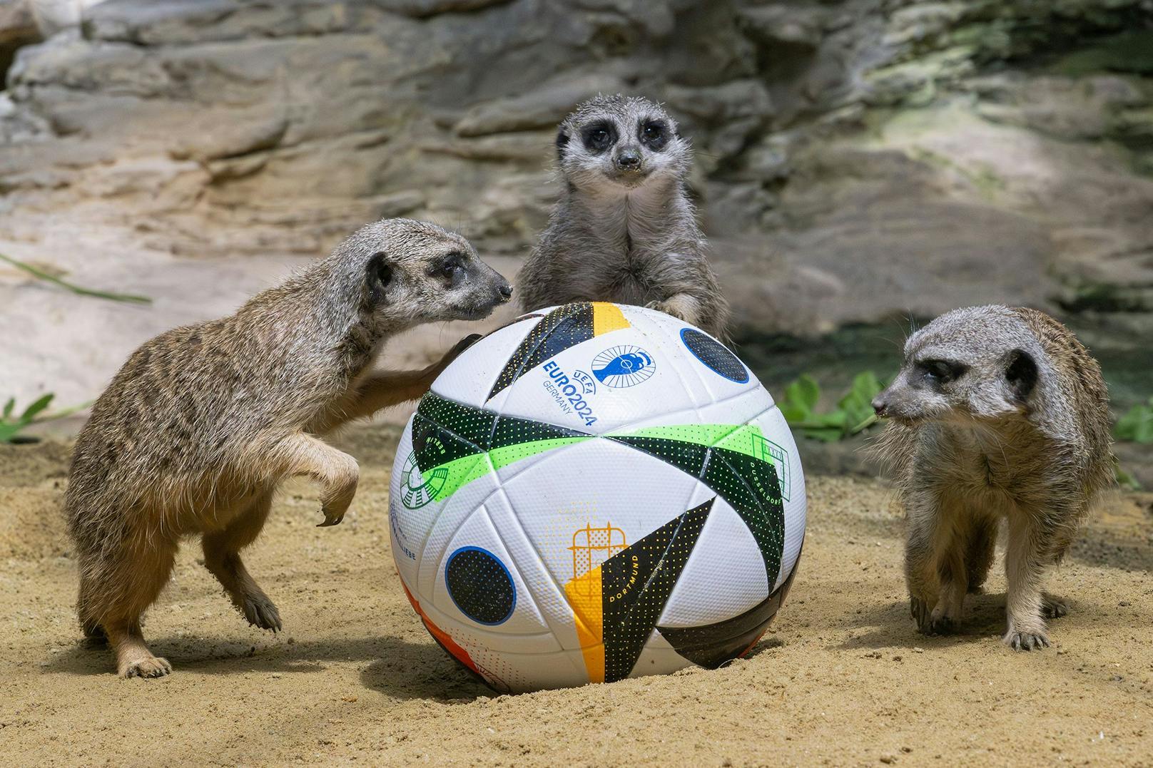 Im Mittelfeld stehen bei "Schneckerls" Team die quirrligen Erdmännchen.