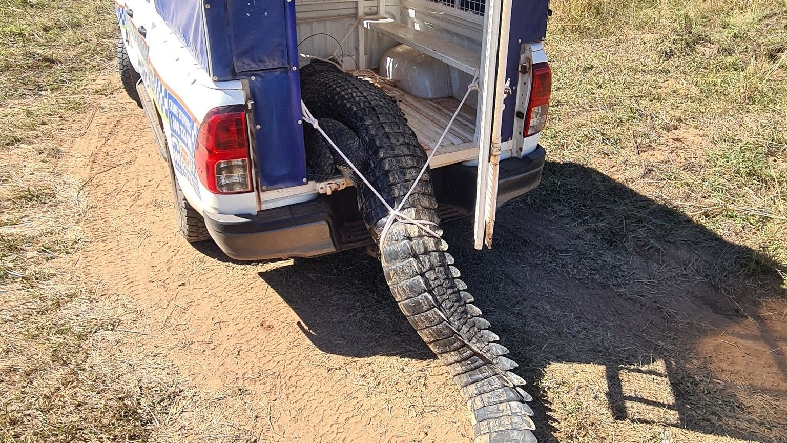 Das angriffslustige Krokodil wurde von der Polizei erschossen.