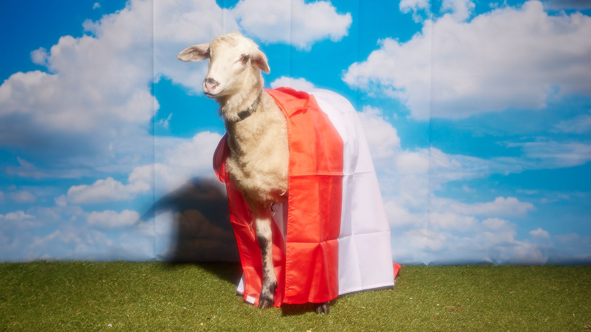 Pünktlich zur EM gibts bei kaufbeimtier.com natürlich auch allerhand Fanartikel.