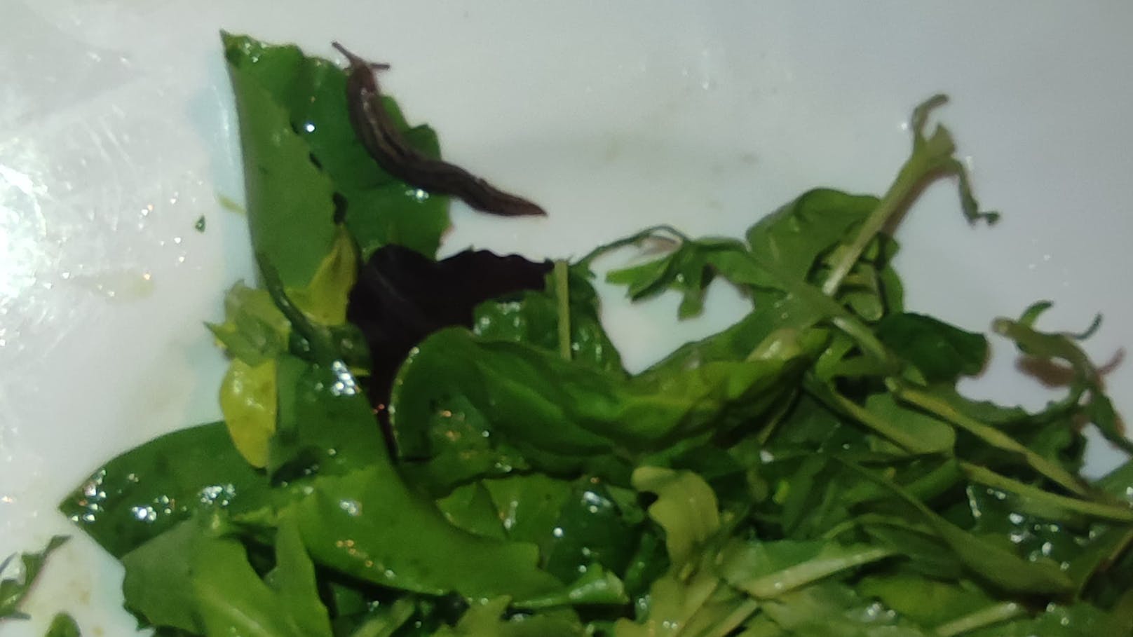 Schnecke im Salat – Wienerin muss sich fast übergeben