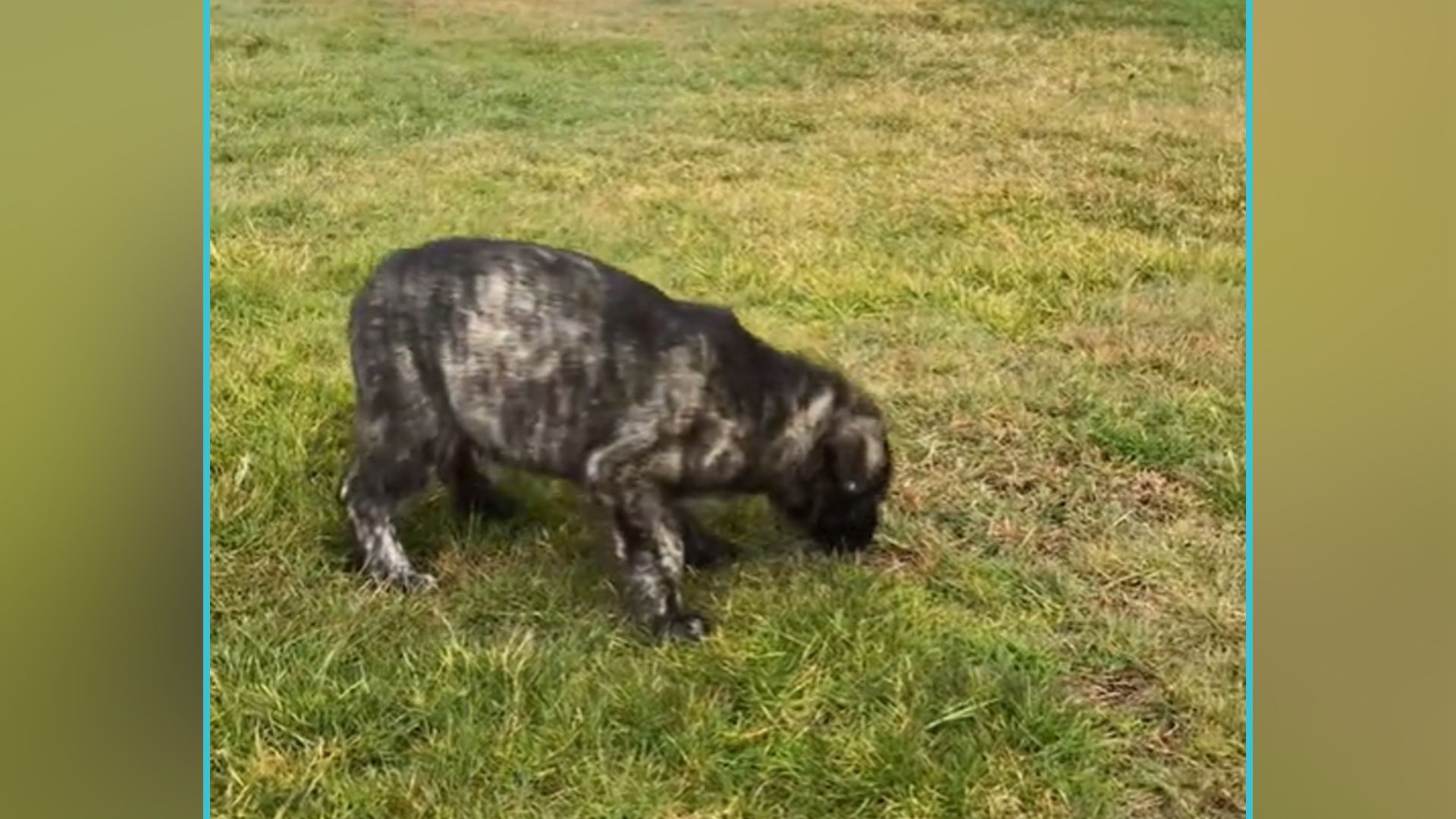 Der kleine Mischlingswelpe entwickelte sich prächtig.