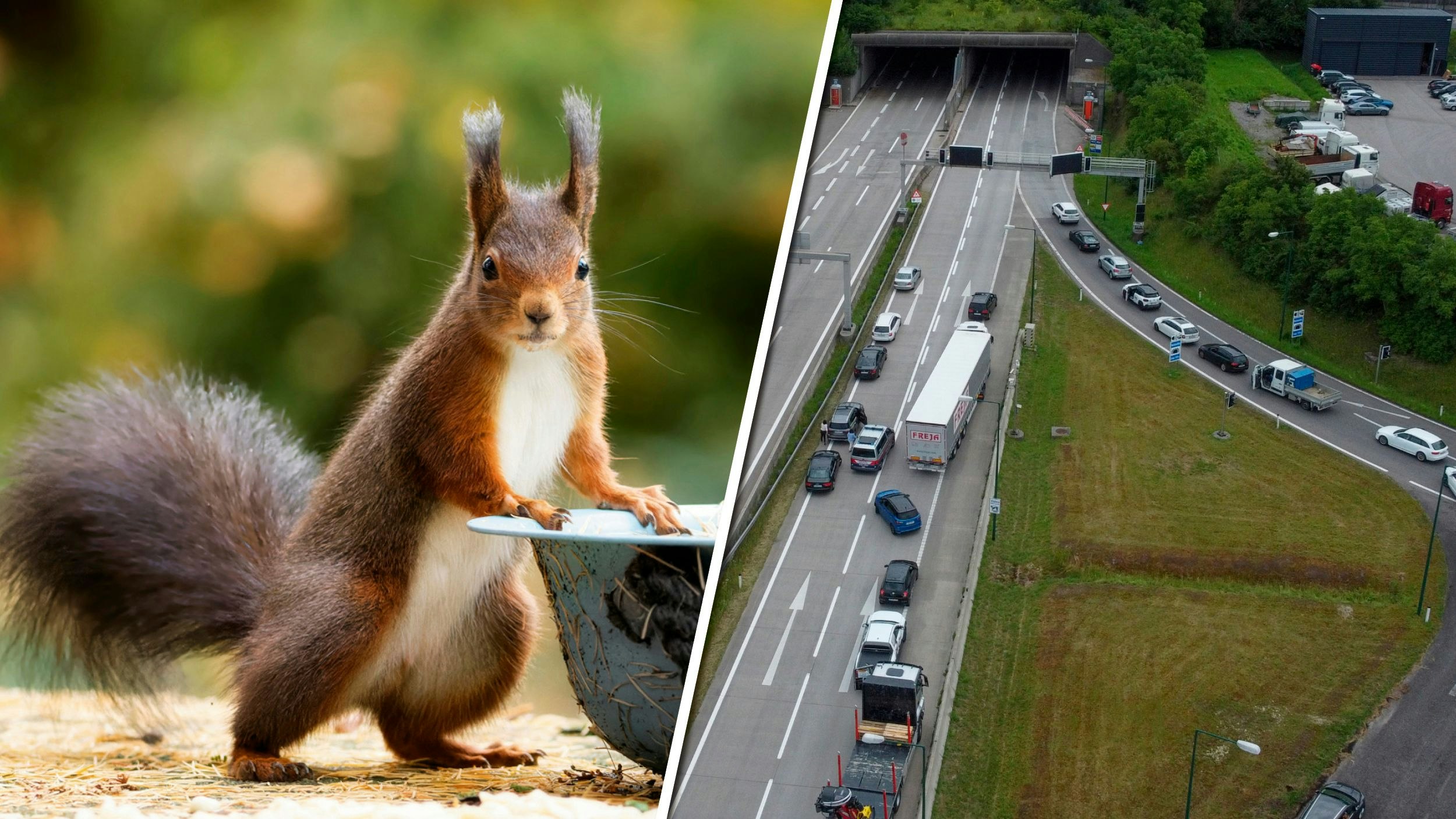 Der kleine Nager verursachte im Umspannwerk in Wels einen Kurzschluss.