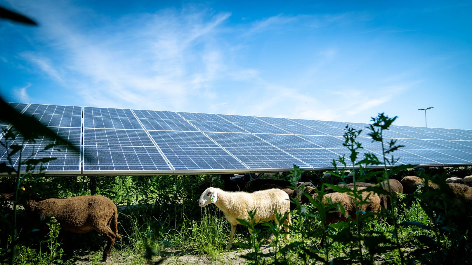 In der Schafflerhofstraße wird nicht nur Sonnenenergie gewonnen. Die Fläche unter dem Solarkraftwerk dient von April bis Oktober als Weidefläche für 150 Jura-Schafe.