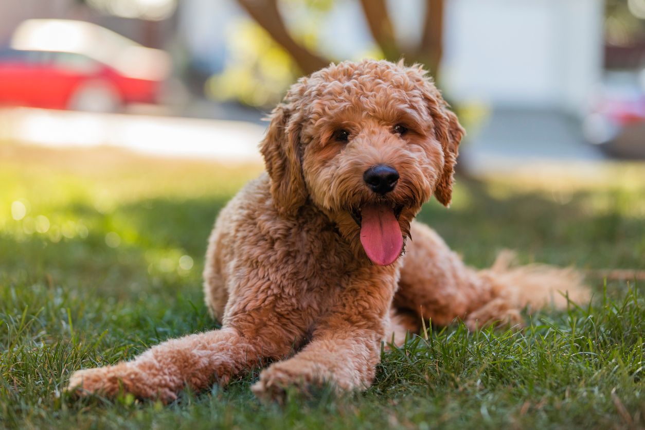 Goldendoodle 