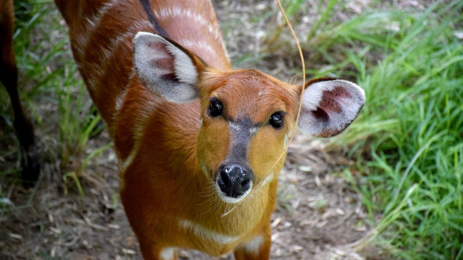 Die Sitatunga-Antilopen werden auch Wasserkudus genannt.