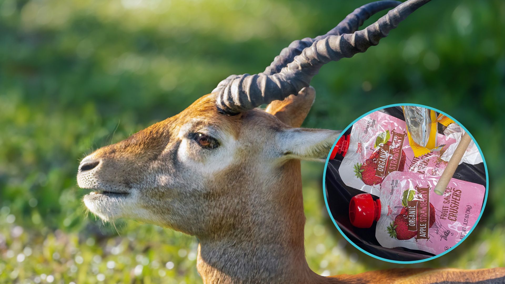 Eine Antilope erstickte durch Unachtsamkeit der Zoobesucher. Traurig.