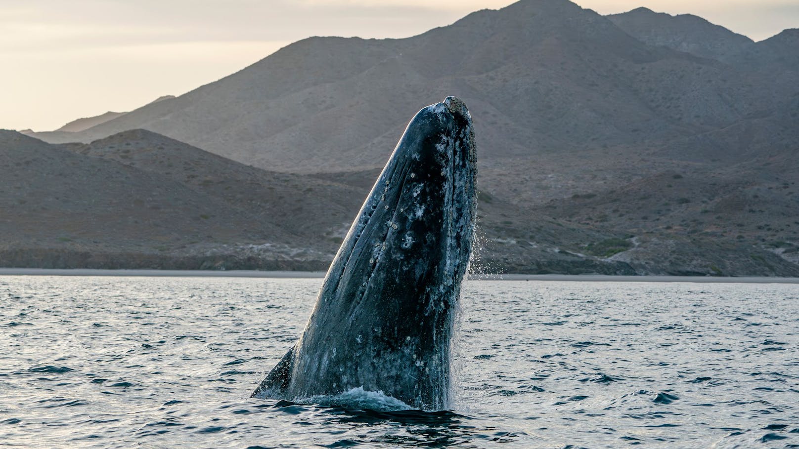 Jagd auf Wale! Indigenes Volk bekommt Sondergenehmigung