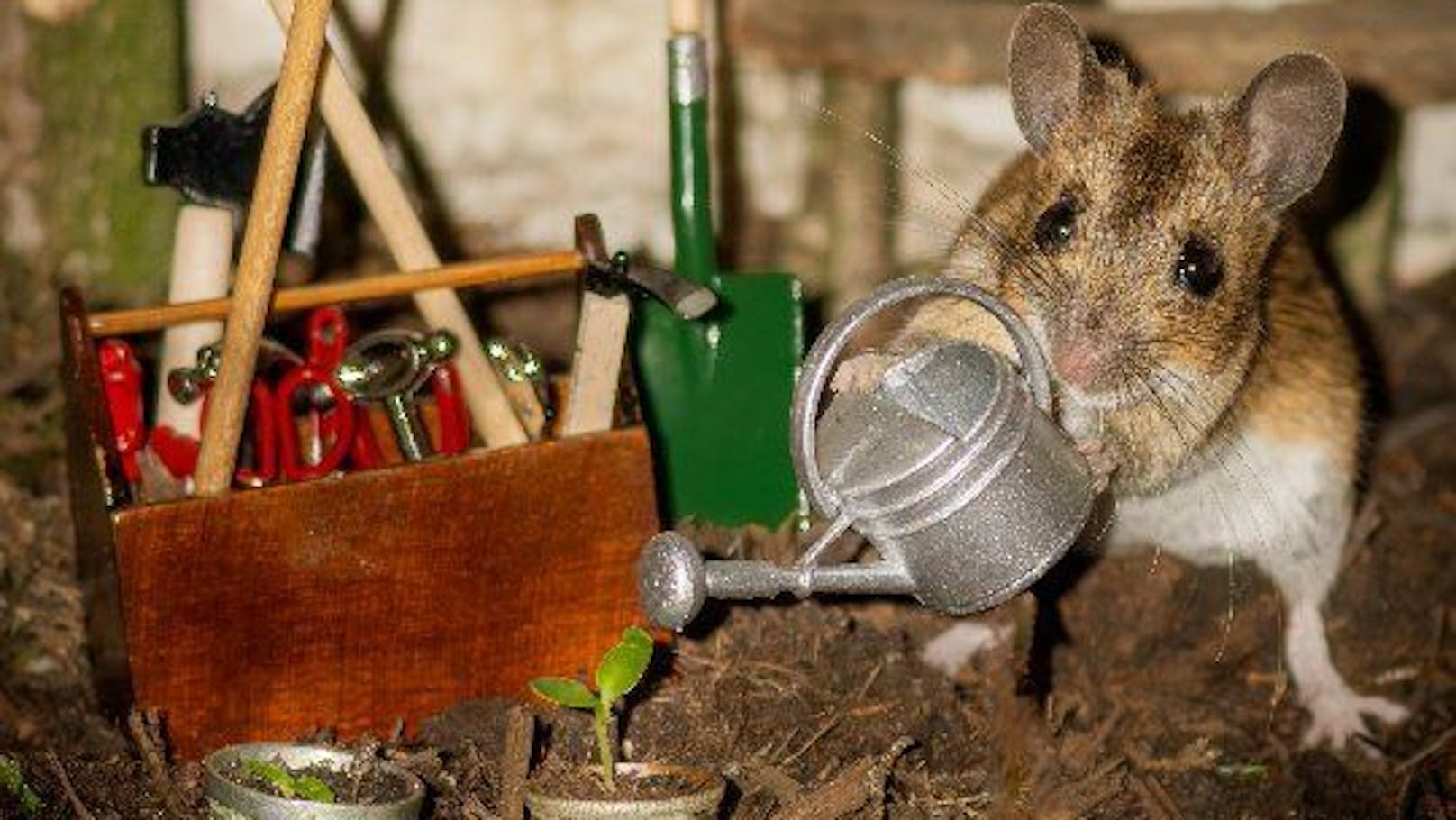Was macht die Maus im Puppenhaus?