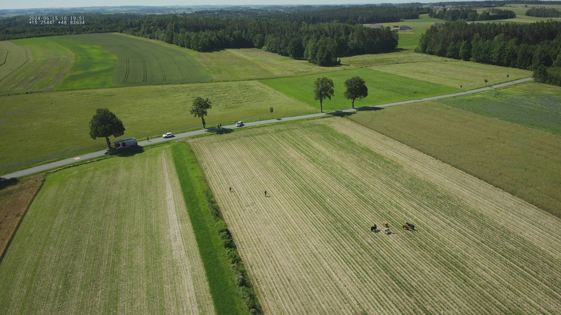 Hochlandrinder büxten aus